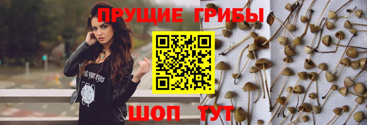 Тихорецк  Псилоцибиновые грибы GOLDEN TEACHER  Вход с VPN 